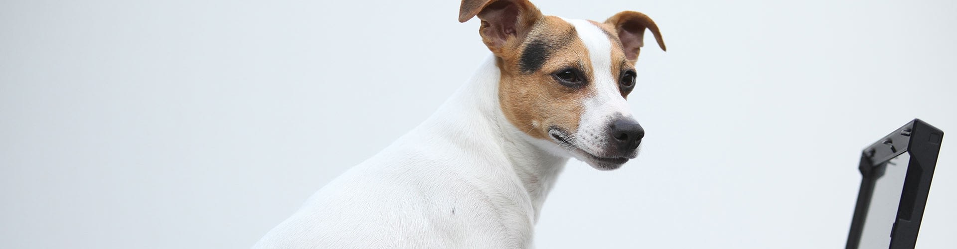 Online Forms Best Care Pet Hospital In Omaha