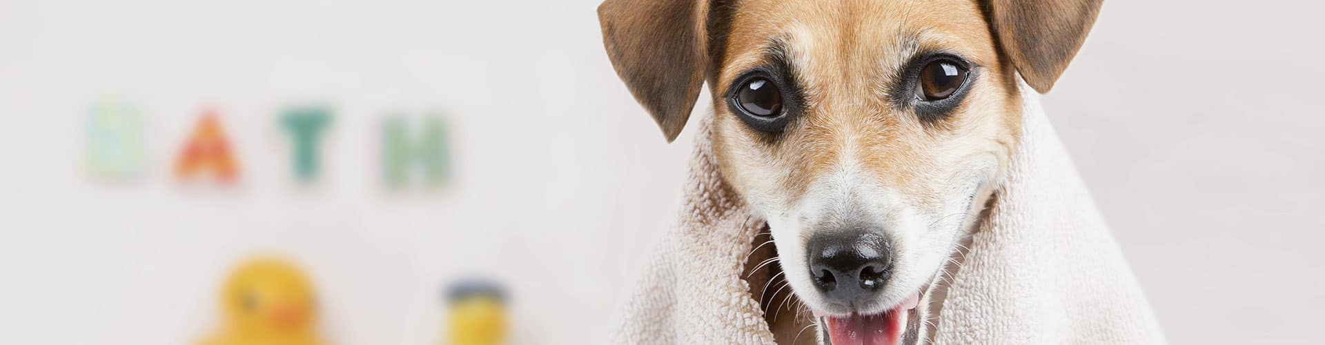 Services Best Care Pet Hospital In Omaha